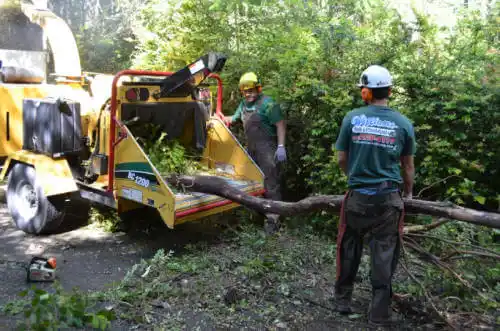 tree services Los Altos Hills